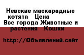 Невские маскарадные котята › Цена ­ 15 000 - Все города Животные и растения » Кошки   